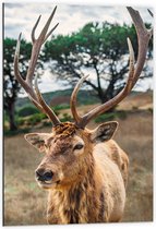 WallClassics - Dibond - Hert met Groot Gewei - 60x90 cm Foto op Aluminium (Wanddecoratie van metaal)