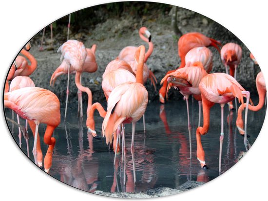 WallClassics - Dibond Ovaal - Groep Drinkende Flamingo's - 56x42 cm Foto op Ovaal (Met Ophangsysteem)