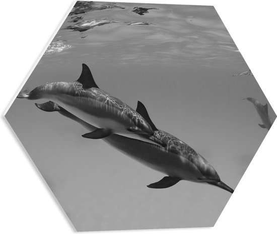 WallClassics - PVC Schuimplaat Hexagon  - Dolfijnen onder Water Zwart / Wit - 50x43.5 cm Foto op Hexagon (Met Ophangsysteem)