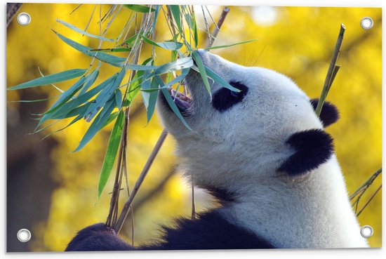 WallClassics - Tuinposter – Etende Panda - 60x40 cm Foto op Tuinposter  (wanddecoratie voor buiten en binnen)
