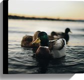 WallClassics - Canvas  - Eendjes in het Water - 30x30 cm Foto op Canvas Schilderij (Wanddecoratie op Canvas)
