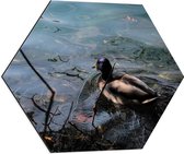 WallClassics - Dibond Hexagon - Eendje Zwemmend in het Water - 60x52.2 cm Foto op Hexagon (Met Ophangsysteem)