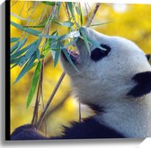 WallClassics - Canvas  - Etende Panda - 60x60 cm Foto op Canvas Schilderij (Wanddecoratie op Canvas)