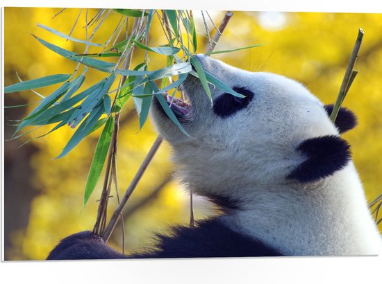 WallClassics - PVC Schuimplaat- Etende Panda - 75x50 cm Foto op PVC Schuimplaat