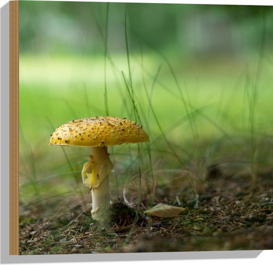 WallClassics - Bois - Champignon jaune avec brins d'herbe - 50x50 cm - 12 mm d'épaisseur - Photo sur bois (avec système de suspension)