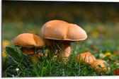 WallClassics - Dibond - Bruine Kleine Paddenstoelen - 75x50 cm Foto op Aluminium (Met Ophangsysteem)