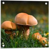 WallClassics - Tuinposter – Bruine Kleine Paddenstoelen - 50x50 cm Foto op Tuinposter  (wanddecoratie voor buiten en binnen)