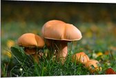 WallClassics - Dibond - Bruine Kleine Paddenstoelen - 120x80 cm Foto op Aluminium (Met Ophangsysteem)