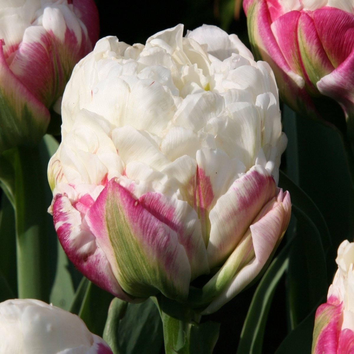 Tulp Ice Cream | 10 stuks | Dubbel laat | Roze | Wit | Tulpenbollen