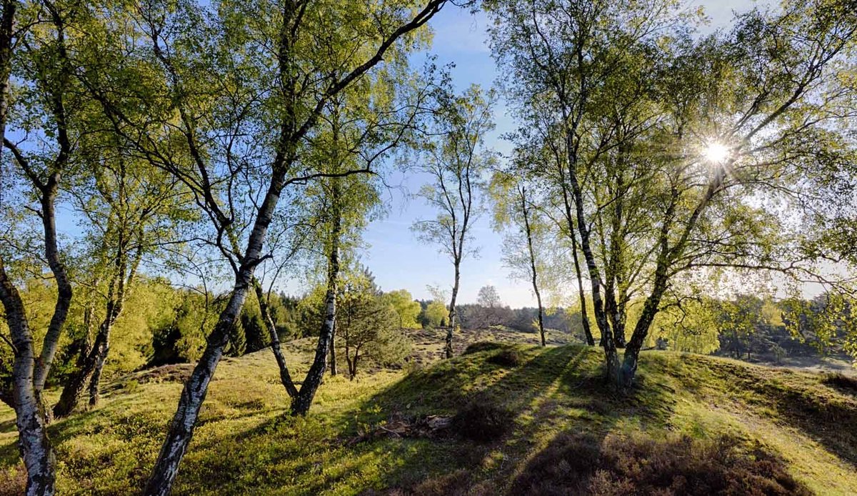 Fotobehang Berkenbos Veluwe in het voorjaar 450 x 260 cm - € 295,--
