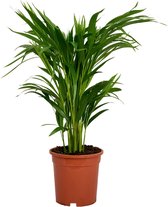 ZynesFlora - Dypsis Lutescens - Areca - Kamerplant - Ø 14 cm - Hoogte: 55-60 cm - Luchtzuiverend - Goudpalm - Palm