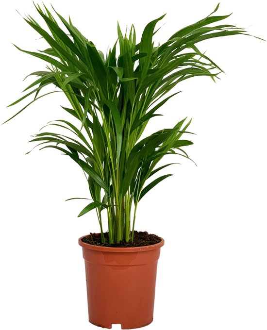 Plante d'intérieur – palmier d'Arec – Hauteur: 130 cm : : Jardin