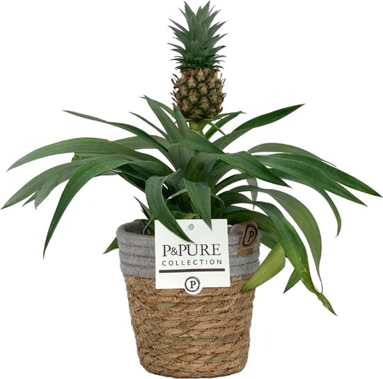 ZynesFlora - Ananasplant in Mandje - Ø 12 cm - Hoogte: 30 - 40cm -  Luchtzuiverend -... | bol.com