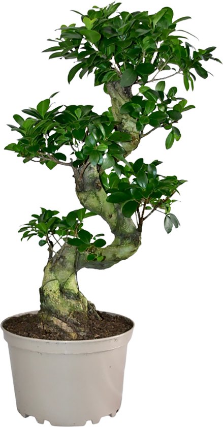 Trendyplants