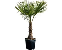 Tropictrees - Palmboom - Trachycarpus Fortunei - Plant - Winterhard - Pot ⌀ 50cm - Hoogte ca. 190cm