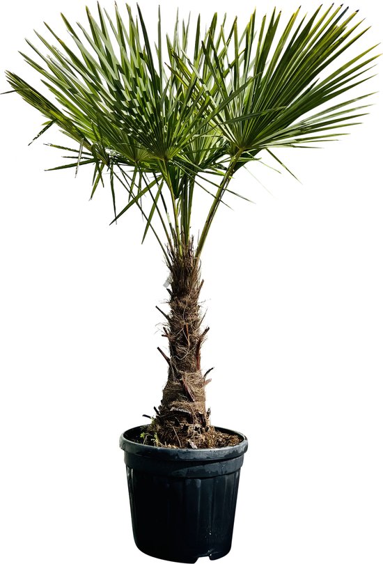 veelbelovend Shuraba segment Tropictrees - Palmboom - Trachycarpus Fortunei - Plant - Winterhard - Pot ⌀  50cm -... | bol.com