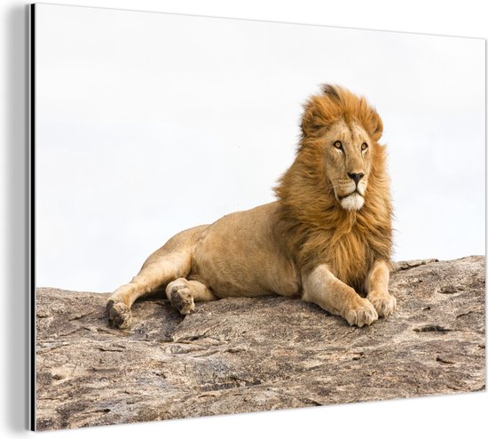 Lion couché Aluminium 120x80 cm - Tirage photo sur aluminium (décoration murale en métal)