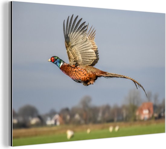 Faisan en vol avec les ailes déployées Aluminium 30x20 cm - petit - Tirage photo sur aluminium (décoration murale métal)