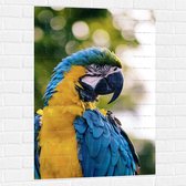 WallClassics - Muursticker - Geel met Blauwe Ara Papegaai - 70x105 cm Foto op Muursticker