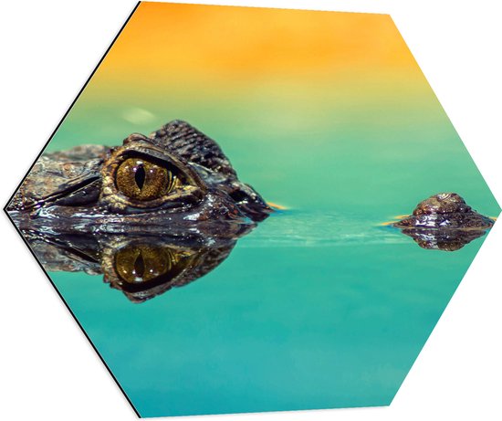 WallClassics - Dibond Hexagon - Alligator onder Water - 70x60.9 cm Foto op Hexagon (Met Ophangsysteem)