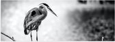 WallClassics - Poster Glossy - Héron sur une Branche Zwart / Wit - 90x30 cm Photo sur Papier Poster avec Finition Brillante