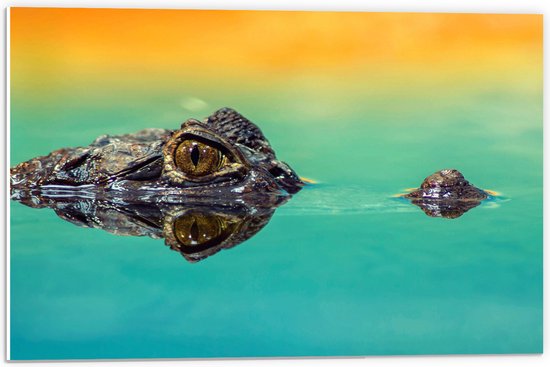 WallClassics - PVC Schuimplaat- Alligator onder Water - 60x40 cm Foto op PVC Schuimplaat