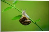 WallClassics - Verre Acrylique - Escargot sur une Branche - 75x50 cm Photo sur Verre Acrylique (Avec Système d'accrochage)