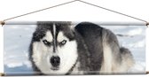 WallClassics - Textielposter - Boze Husky in de Sneeuw - 120x40 cm Foto op Textiel