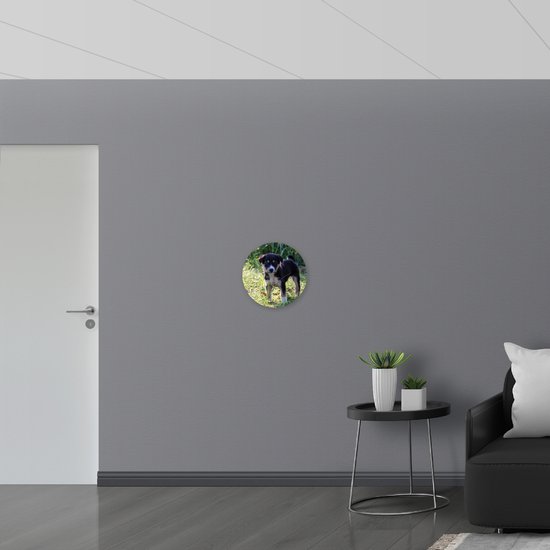 WallClassics - Cercle mural en Dibond - Puppy dans l'herbe - Photo 40x40 cm sur cercle mural en aluminium (avec système de suspension)