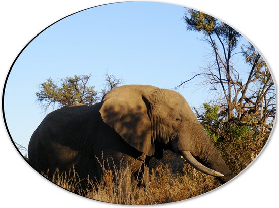 WallClassics - Dibond Ovale - Éléphant d'Afrique avec Ciel Bleu - 40x30 cm Photo sur Ovale (avec système de suspension)