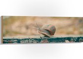 WallClassics - Hout - Slak op Houten Balk - 120x40 cm - 12 mm dik - Foto op Hout (Met Ophangsysteem)