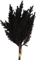 Everplant Kunst Pluim Boeket Zwart 25 cm - Kunstpluim - Pluimen - Pampas Pluimen - Pampasgras Everplant Kunst Pluim Boeket Zwart 25 cm - Kunstpluim - Pluimen - Pampas Pluimen - Pampasgras