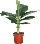 Kamerplant van Botanicly – Bananenplant – Hoogte: 25 cm – Musa Oriental Dwarf
