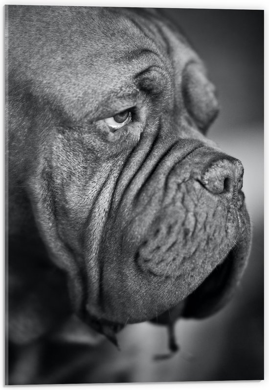 WallClassics - Acrylglas - Bordeaux hond Zwart / Wit - 40x60 cm Foto op Acrylglas (Wanddecoratie op Acrylaat)
