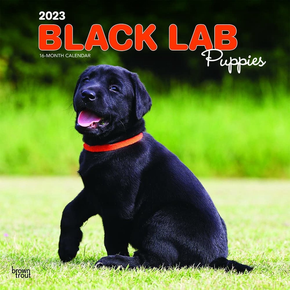 Labrador Retriever Zwart Puppies Kalender 2023