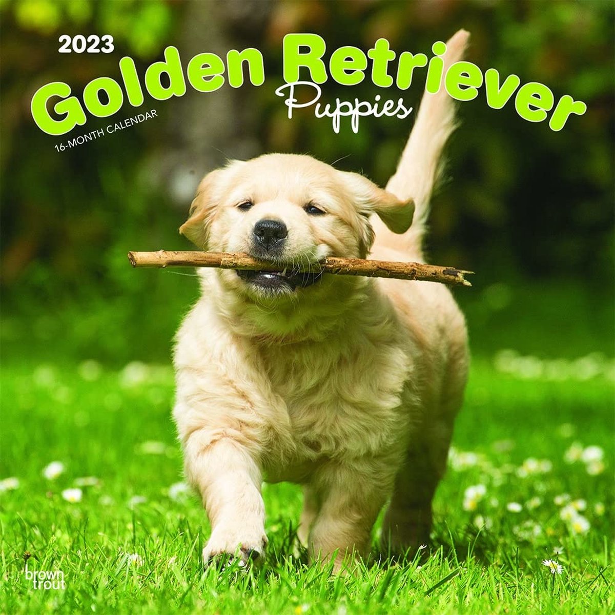 Golden Retriever Kalender Puppies 2023