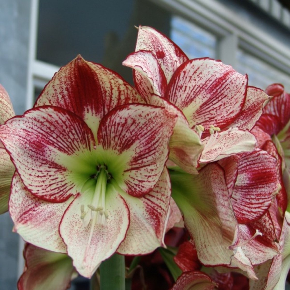 Amaryllis Flamenco Queen® | 1 stuk | Bolmaat 32/34 | Ridderster | Rood