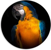 WallClassics - Plaque Mousse PVC Cercle Mural - Perroquet Ara Blauw Jaune - 70x70 cm Photo sur Cercle Mural (avec système d'accrochage)