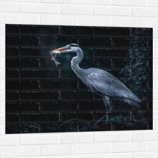 WallClassics - Muursticker - Blauwe Reiger heeft een Vis Gevangen - 100x75 cm Foto op Muursticker