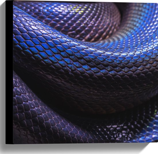 WallClassics - Canvas  - Blauw Paarse Slangenhuid - 40x40 cm Foto op Canvas Schilderij (Wanddecoratie op Canvas)