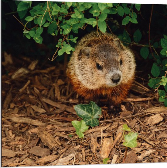 WallClassics - Dibond - Bosmarmot aan de Bosrand - 80x80 cm Foto op Aluminium (Wanddecoratie van metaal)