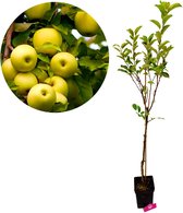 Malus domestica 'Golden delicious' appelboom, 5 liter pot