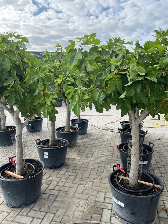 Acheter Ficus Carica Brown Turkey - Variété rare de figuier résistant