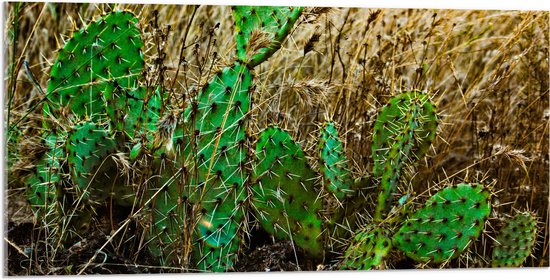 WallClassics - Acrylglas - Cactusplanten in het Veld - 100x50 cm Foto op Acrylglas (Met Ophangsysteem)