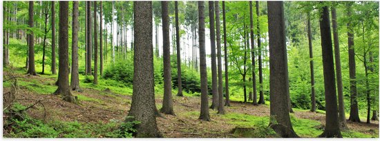 WallClassics - Poster Glanzend – Bomen op Schuine Heuvel - 120x40 cm Foto op Posterpapier met Glanzende Afwerking