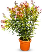 Sunny Tree - Plant - Oleander- Nerium Oleander - Hoogte 100 cm - Kleur Roze - Buitenplant