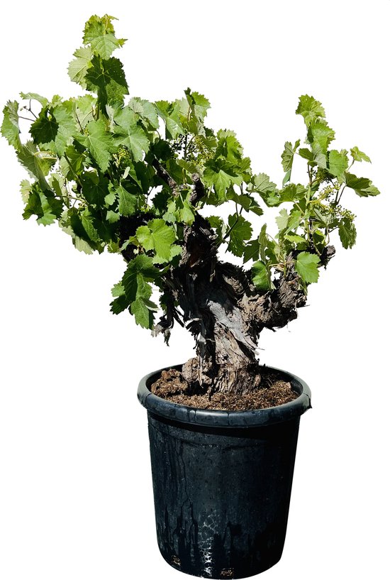 Druivenboom – Vitis Vinifera – Druif op oude stam – Winterhard – Pot ⌀ 33cm -Hoogte 100-120cm