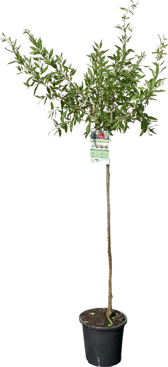 Granaatappelboom - Punica Granatum - Winterhard - Stamomvang ⌀ 8-10cm - Hoogte  140-160cm