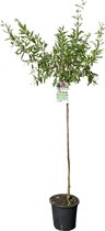 Granaatappelboom - Punica Granatum - Winterhard - Stamomvang ⌀ 8-10cm - Hoogte 140-160cm