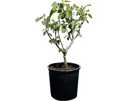 Vijgenboom - Brown Turkey - Zoete groene vijgen - Winterhard - Pot ⌀ 30cm - Hoogte  60-80cm